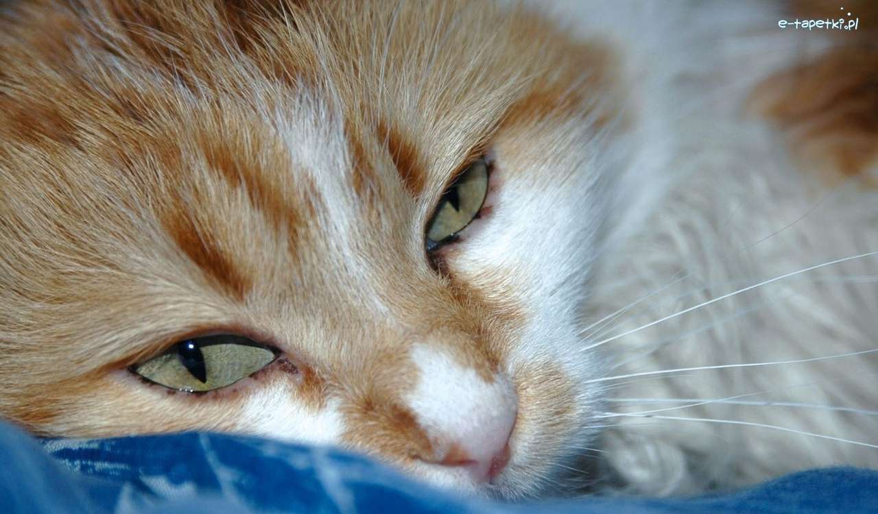 Gato jengibre soñoliento rompecabezas en línea