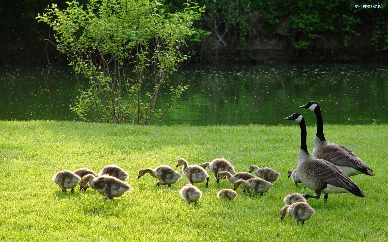 Geese- Family online puzzle