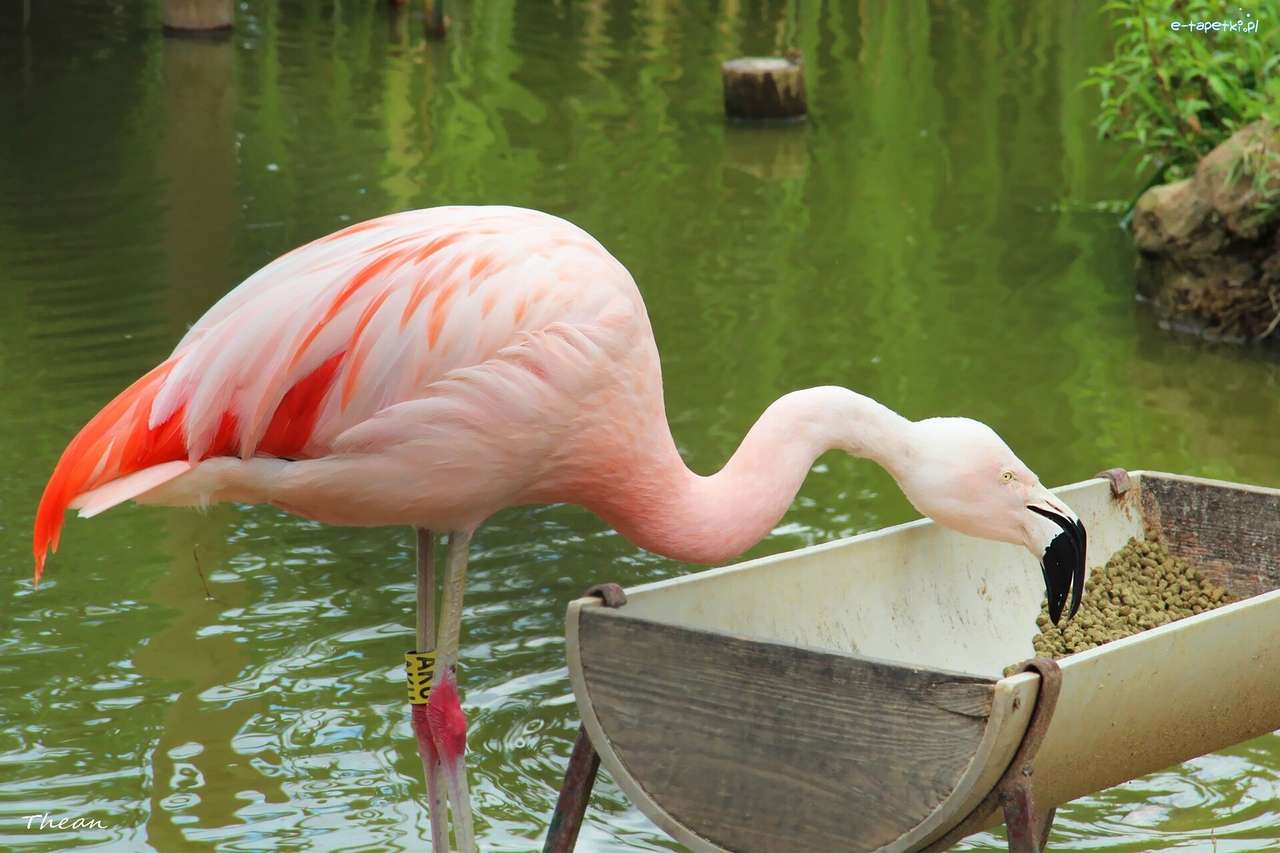 Flamingo la pășune jigsaw puzzle online