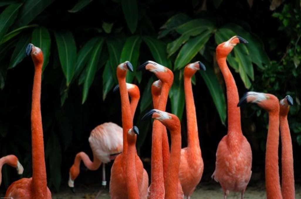 Uccello tropicale rosa puzzle online