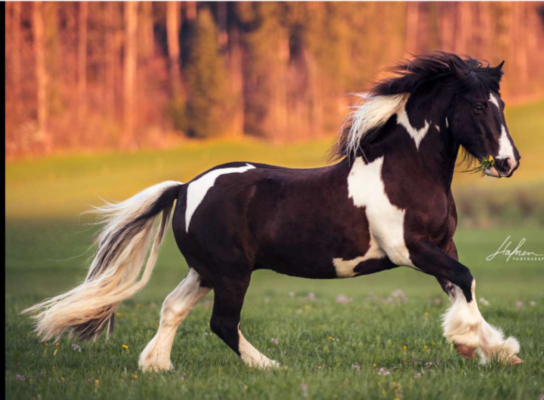 Pferd gallopierend auf einer Wiese Puzzlespiel online