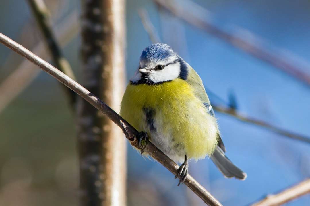 uccello giallo bianco e blu sul ramo di un albero marrone puzzle online