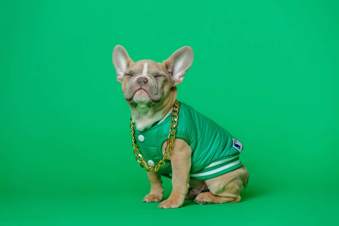 bruine kortharige kleine hond met een groen shirt legpuzzel online