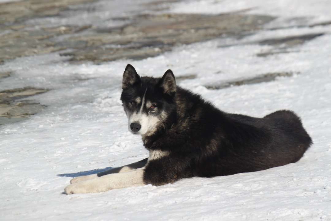 Husky sibérien noir et blanc sur sol couvert de neige puzzle en ligne