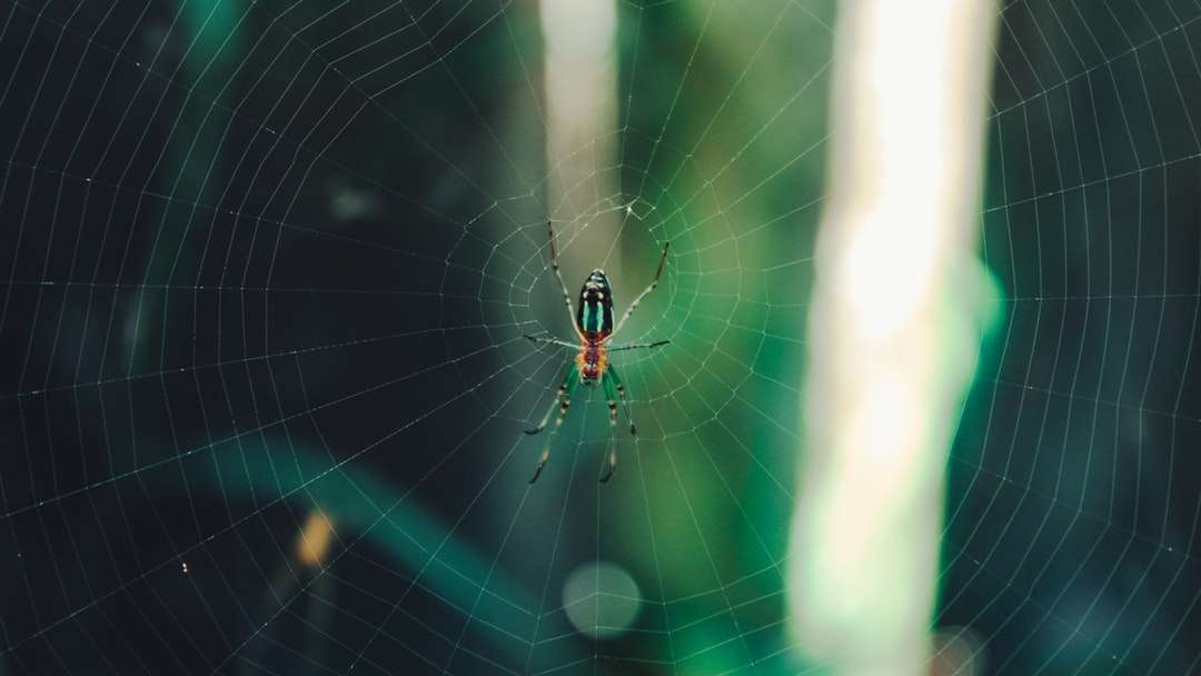 Araignée noire et jaune sur le web en photographie rapprochée puzzle en ligne