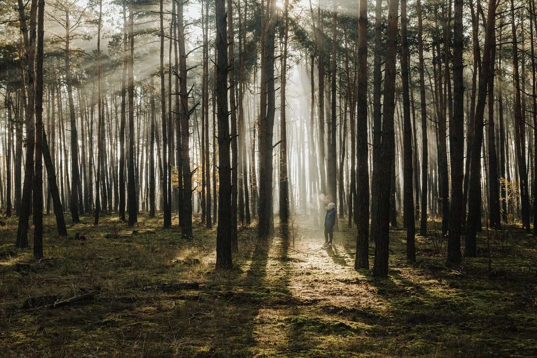 erdőben napközben járó személy online puzzle