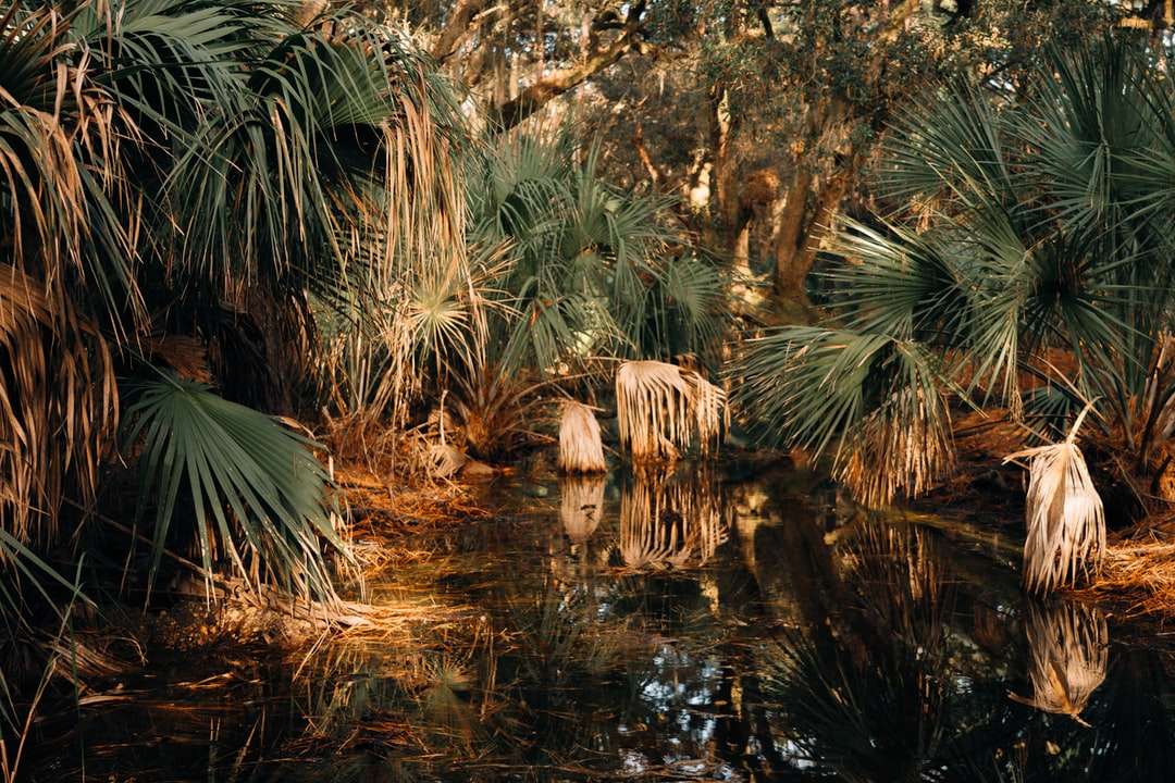 Tiger auf dem Wasser nahe grüner Palme während des Tages Puzzlespiel online