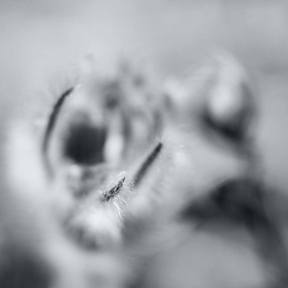 grijswaardenfoto van de ogen van een dier legpuzzel online