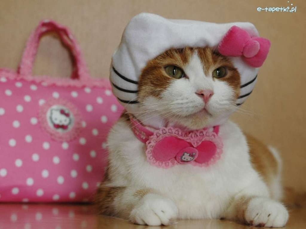 Britské kotě, Hello Kitty online puzzle