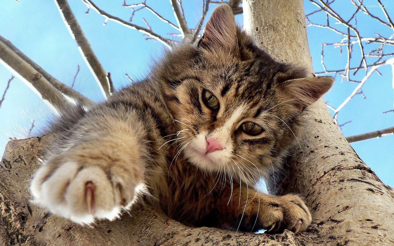 Kätzchen auf dem Baum Puzzlespiel online