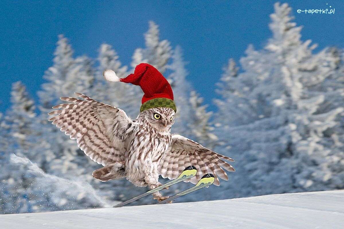 смішне зображення сови на лижах онлайн пазл