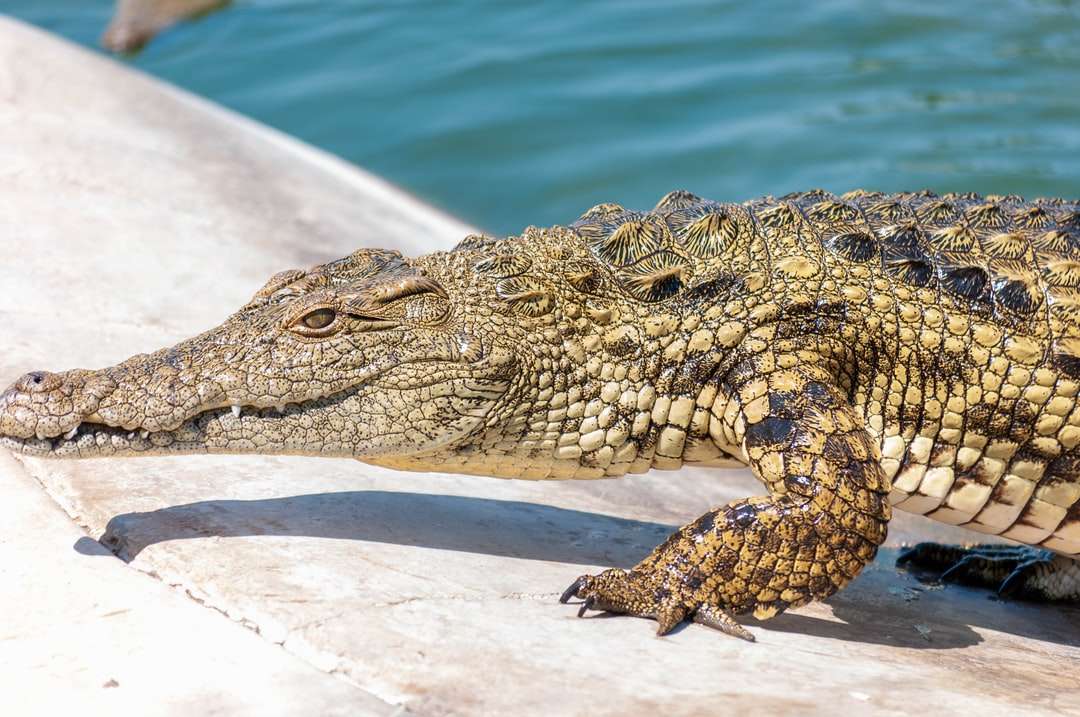 bruine krokodil op wit zand overdag legpuzzel online