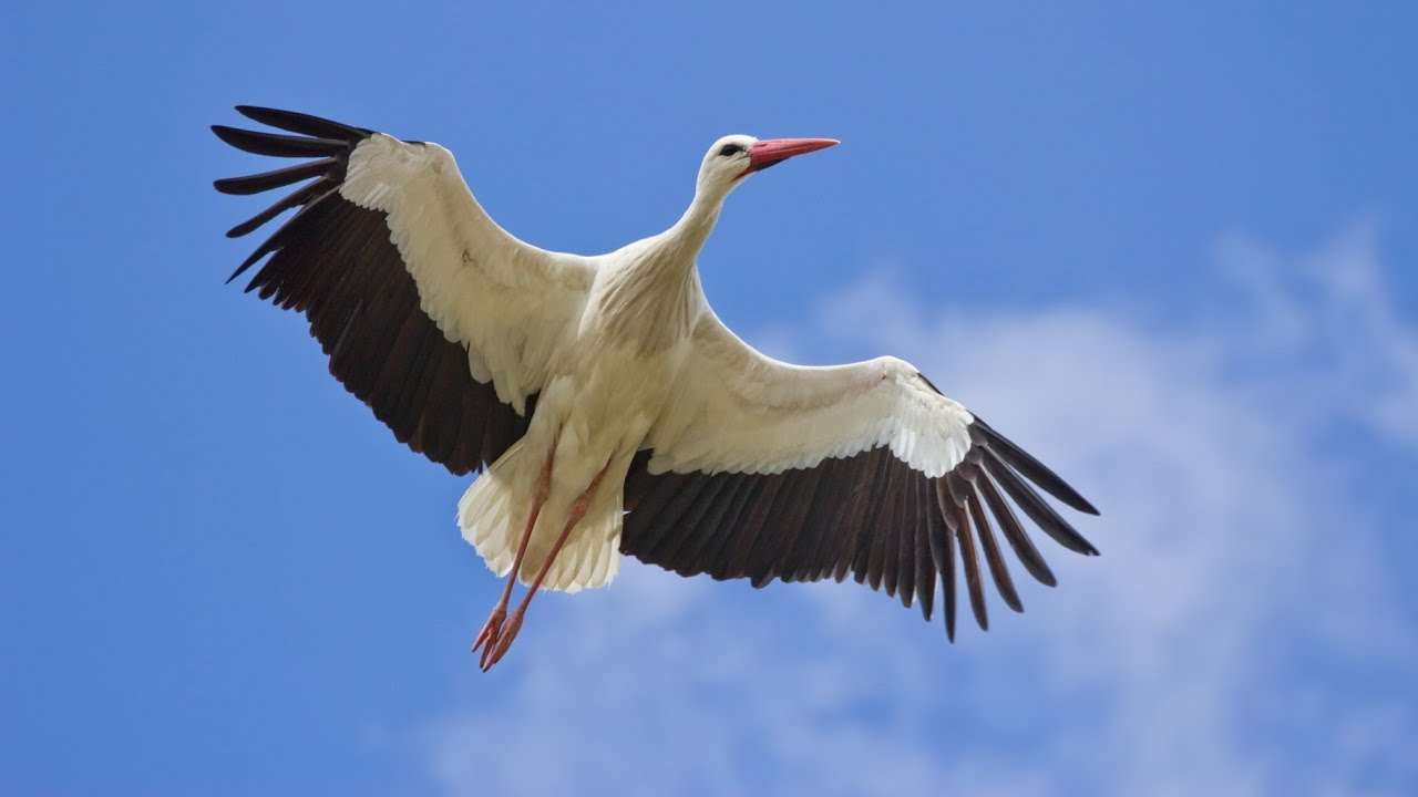Stork bird online puzzle