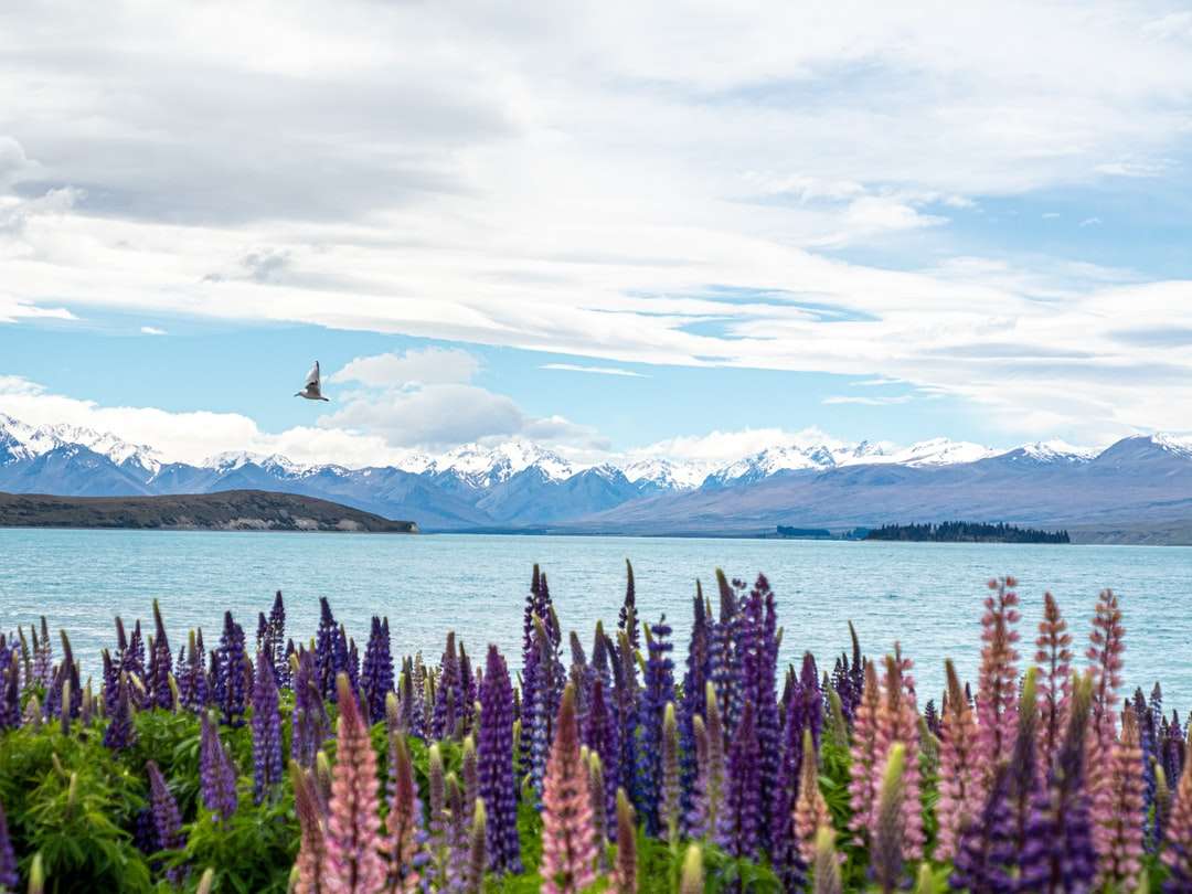 paarse bloem veld in de buurt van zee legpuzzel online