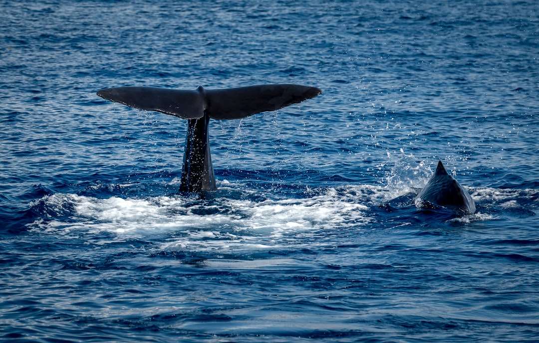 whale tail on body of water during daytime online puzzle