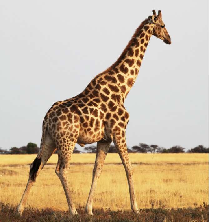 Пъзел с жирафи онлайн пъзел