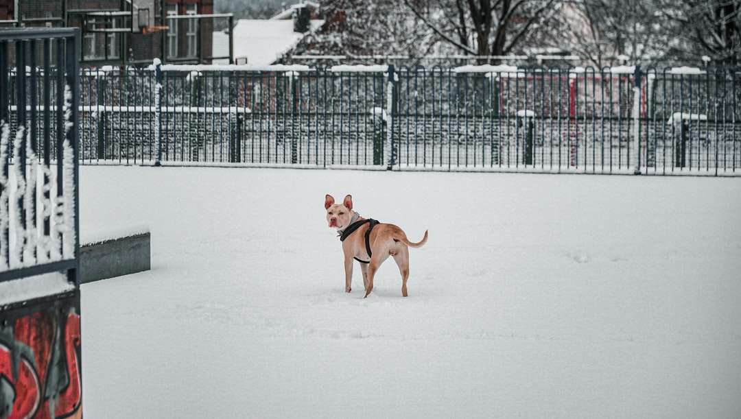 Perro mediano de abrigo corto marrón corriendo sobre suelo cubierto de nieve rompecabezas en línea