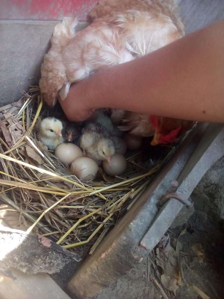 Gallina en el nido con pollitos rompecabezas en línea