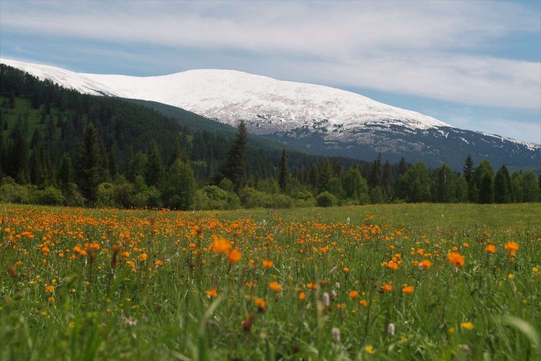 雪に覆われた山の近くの黄色い花畑 ジグソーパズルオンライン