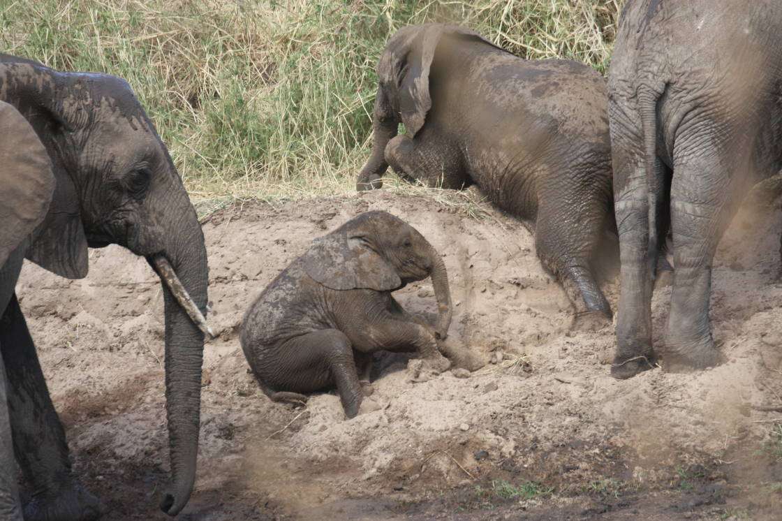 Az elefánt fürdője kirakós online