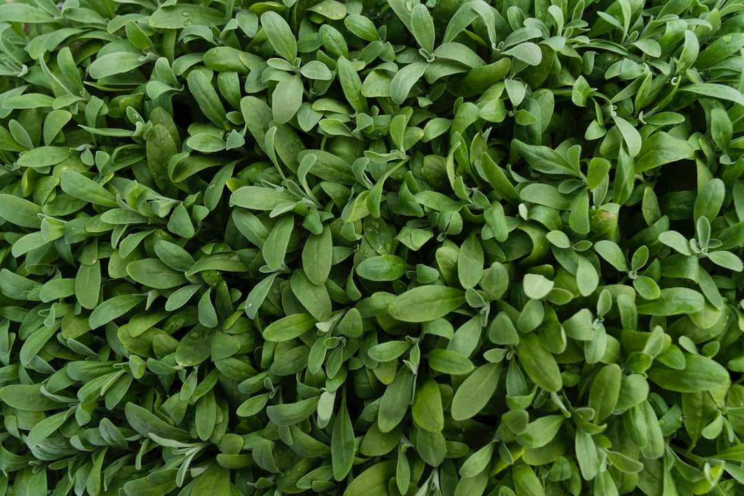 зелене листя рослина в денний час пазл онлайн