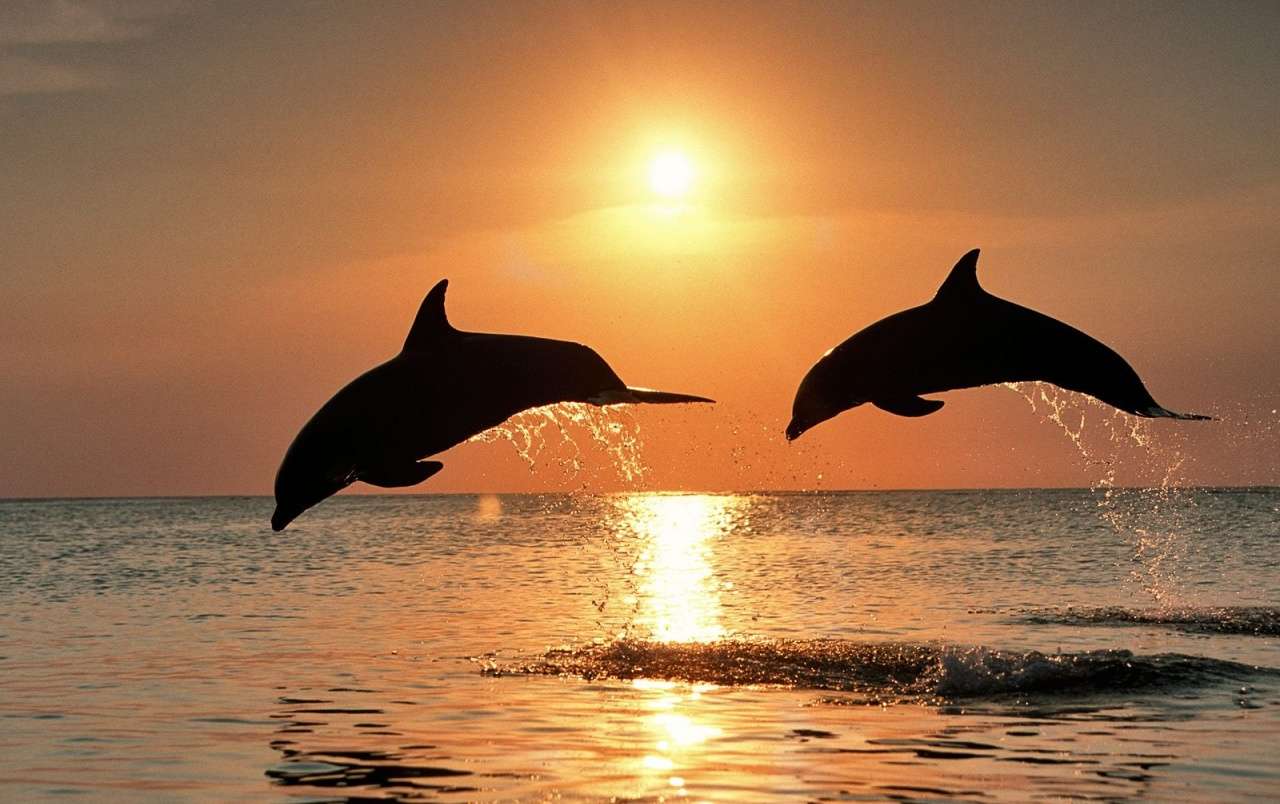 Wilde Fauna: Delfine springen bei Sonnenuntergang Puzzlespiel online