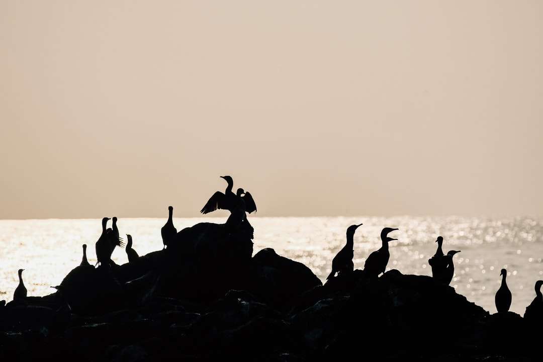 silhouet van mensen op rotsformatie in de buurt van waterlichaam legpuzzel online