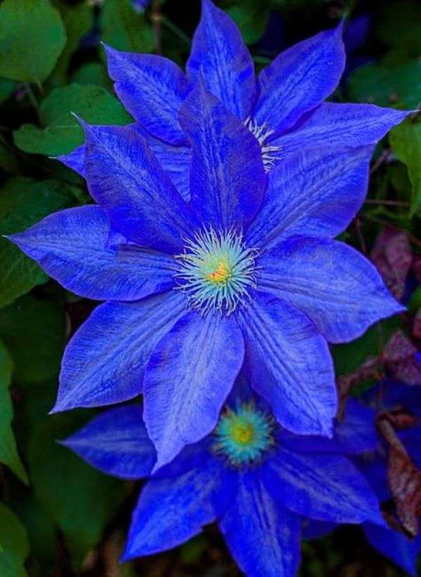 Fleurs étoiles bleues puzzle en ligne