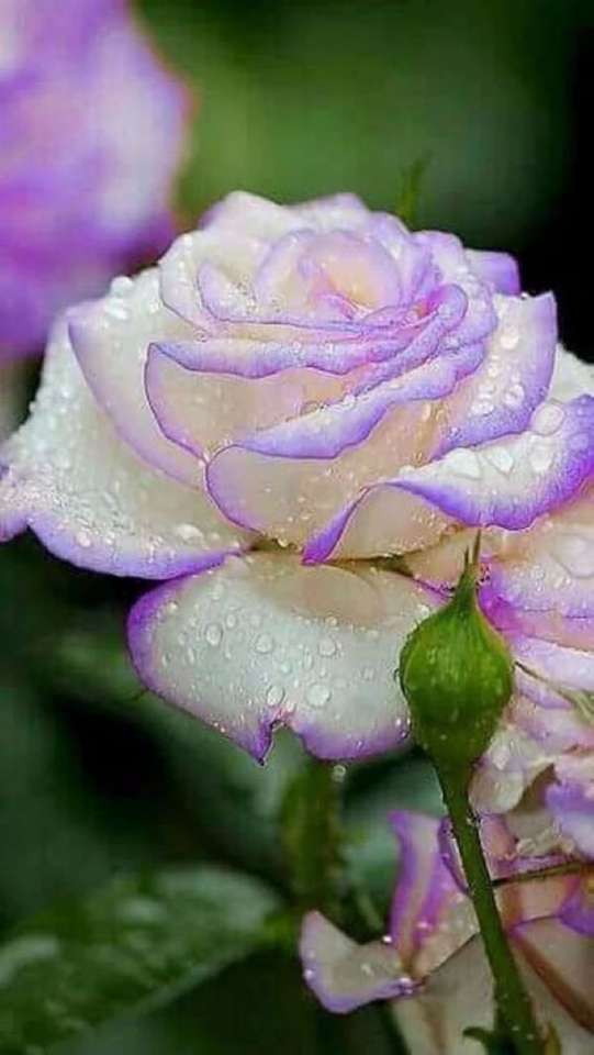 Rosa blanca-violeta en el jardín. rompecabezas en línea