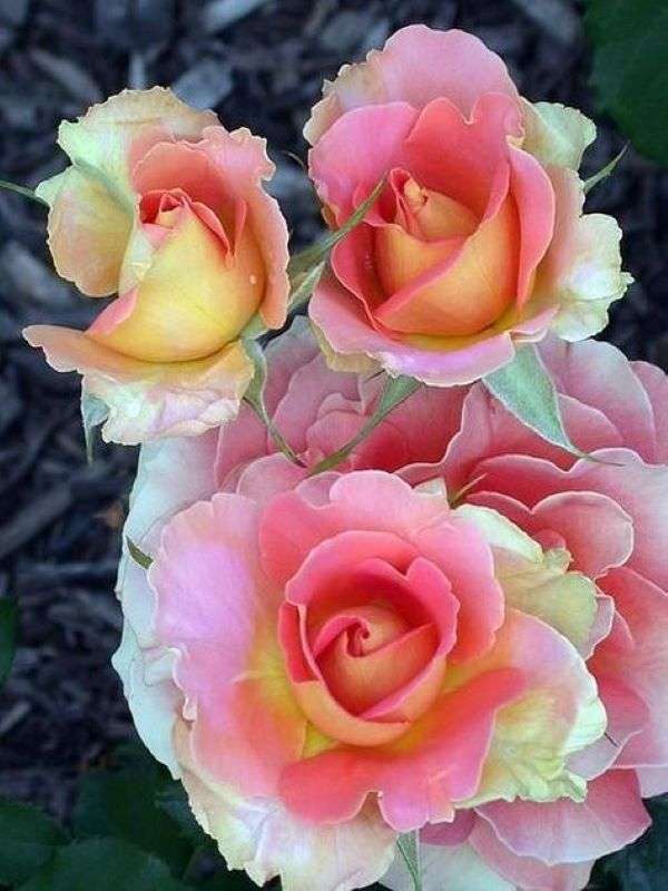 Růže bílo-růžovo-žluto-oranžové skládačky online