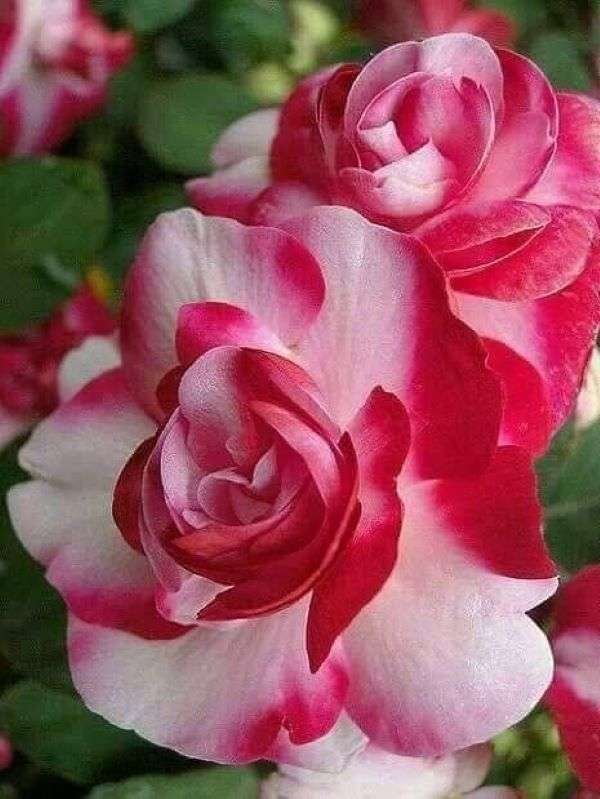 Τριαντάφυλλα με κόκκινο και λευκό χρώμα παζλ