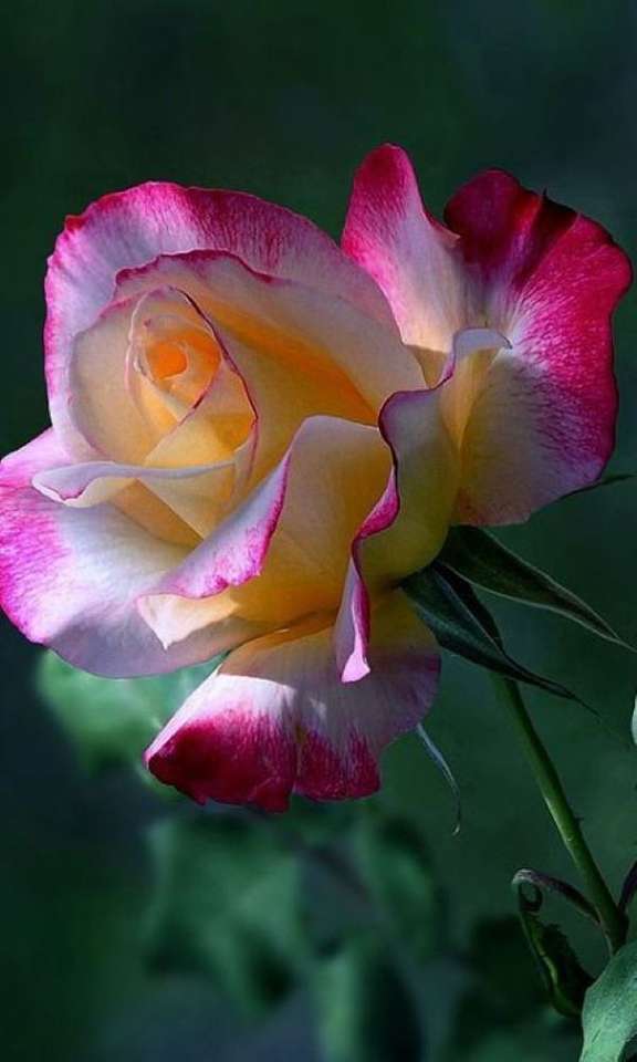 Rose in roze-wit-geel legpuzzel online
