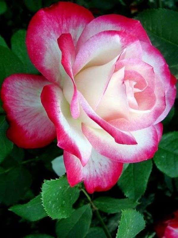 Роза в цвят розово-бял онлайн пъзел