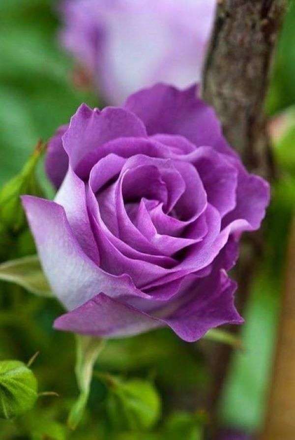 Лилава роза онлайн пъзел