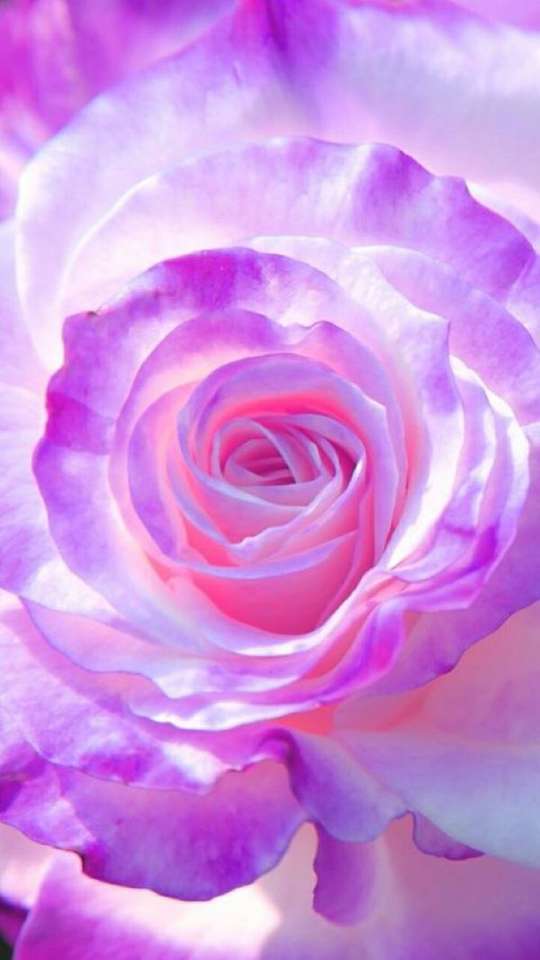 En lila-vit-ros-färgad ros Pussel online