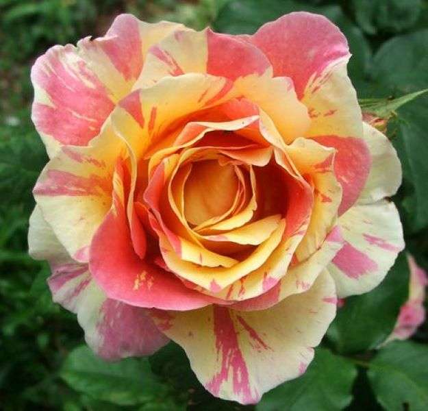 Rose jaune-terra chiné puzzle en ligne