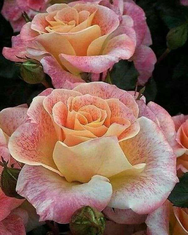 Τριαντάφυλλα κίτρινα-ροζ χρώματα παζλ online