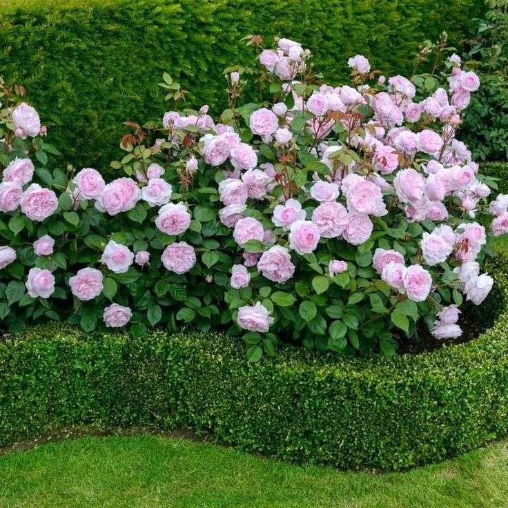 庭に縁取られたピンクのバラ ジグソーパズルオンライン