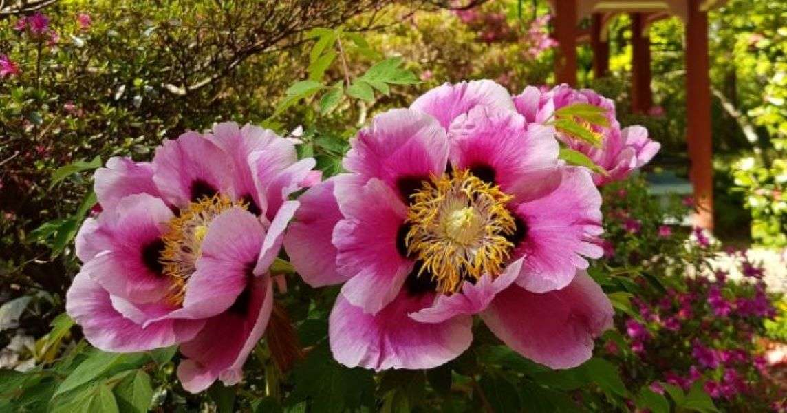 Flori roz în grădină jigsaw puzzle online