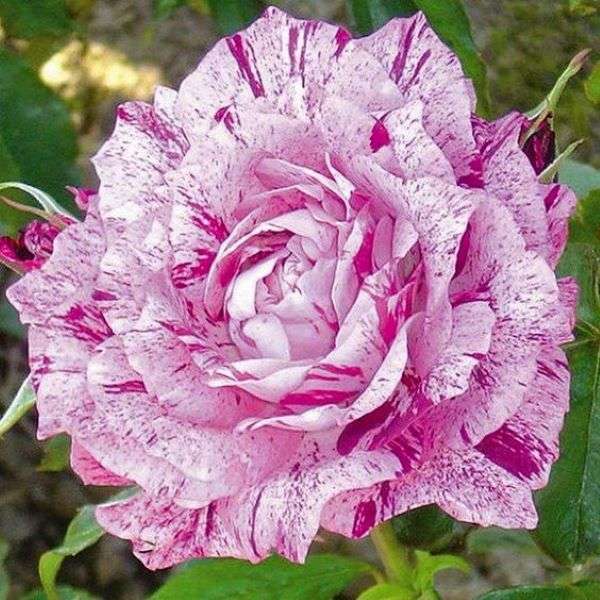 Grote roze met wit gespikkelde pioenroos online puzzel