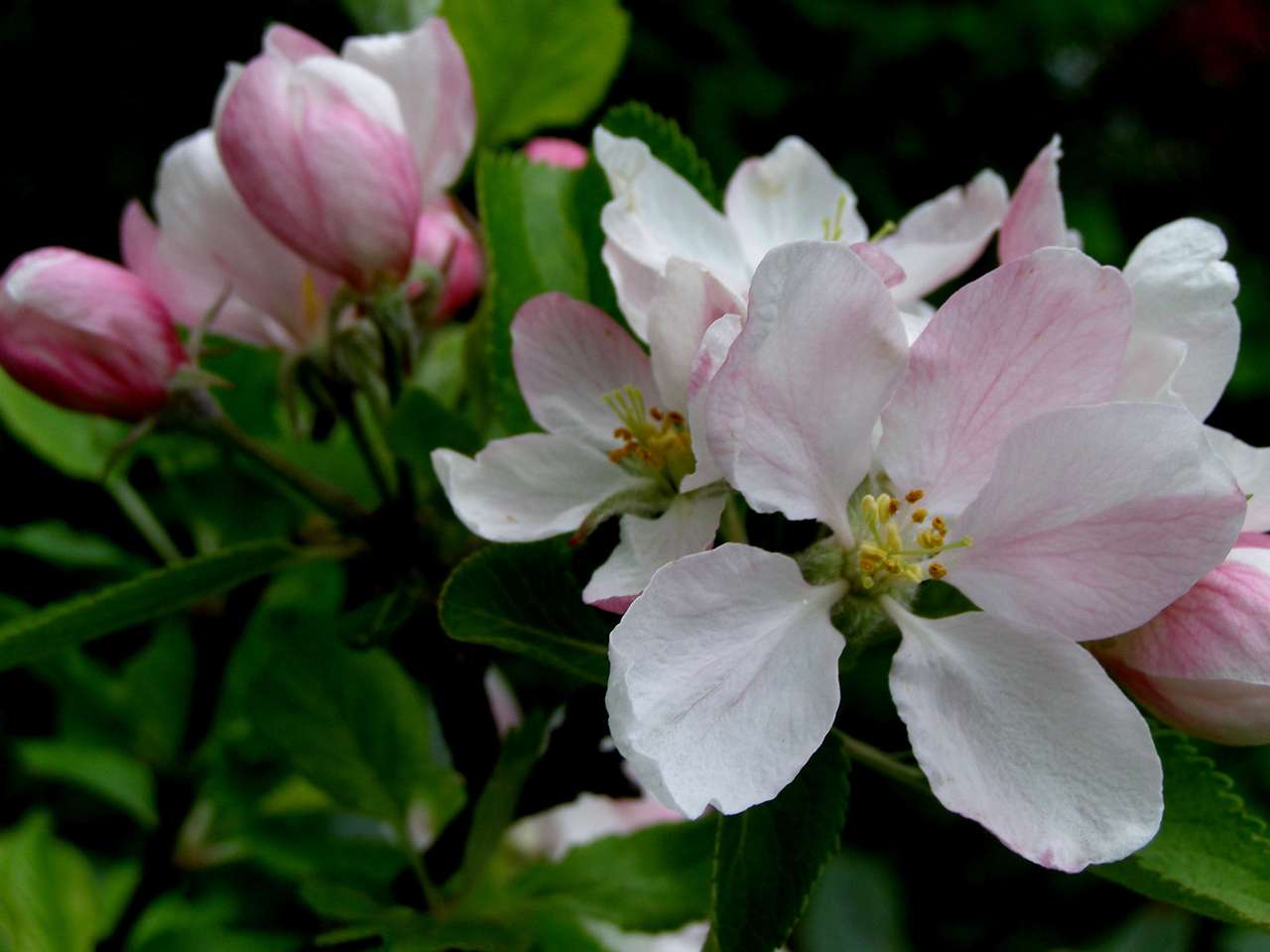 Ovocné květy na ovocném stromě skládačky online