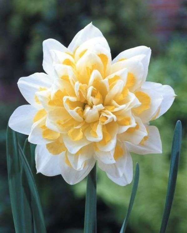 Άσπρος-κίτρινο daffodil στον κήπο online παζλ