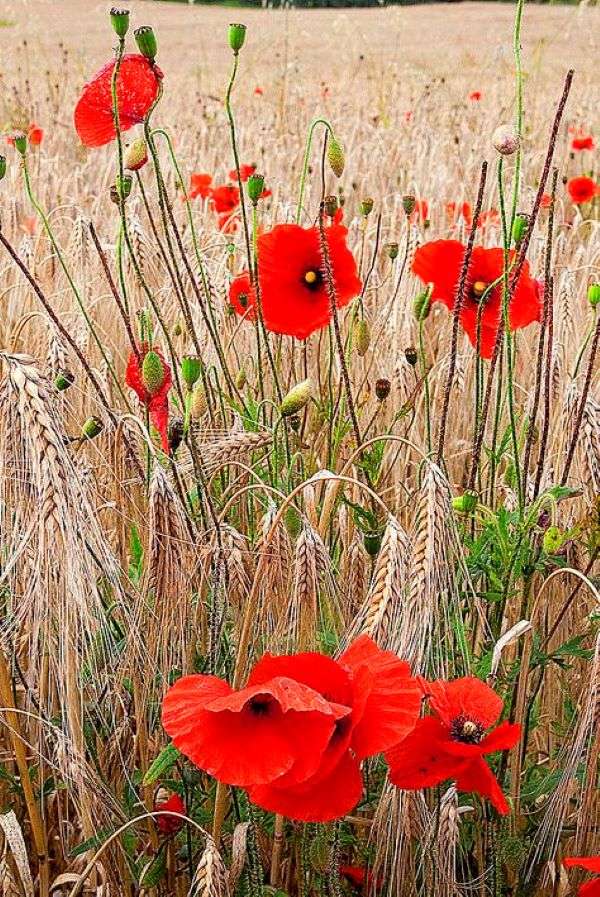 Poppies in the grain field jigsaw puzzle online