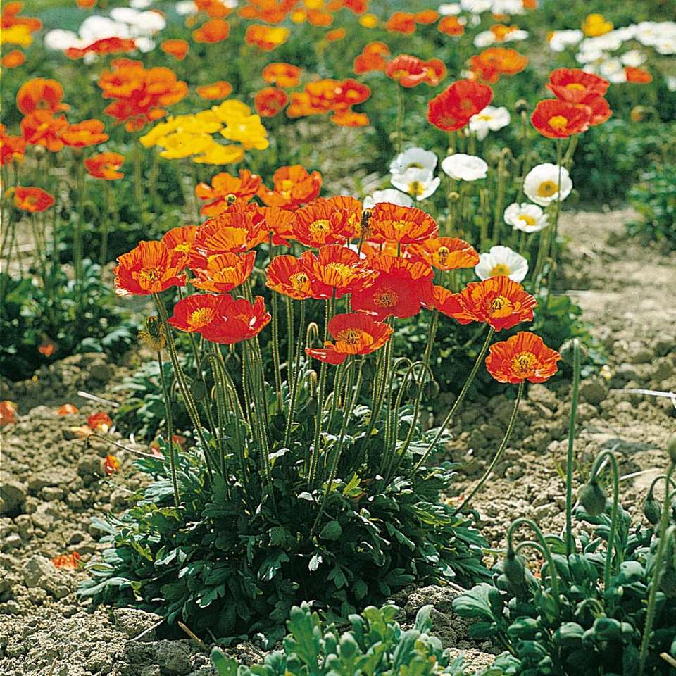Poppies white-yellow-orange-red online puzzle
