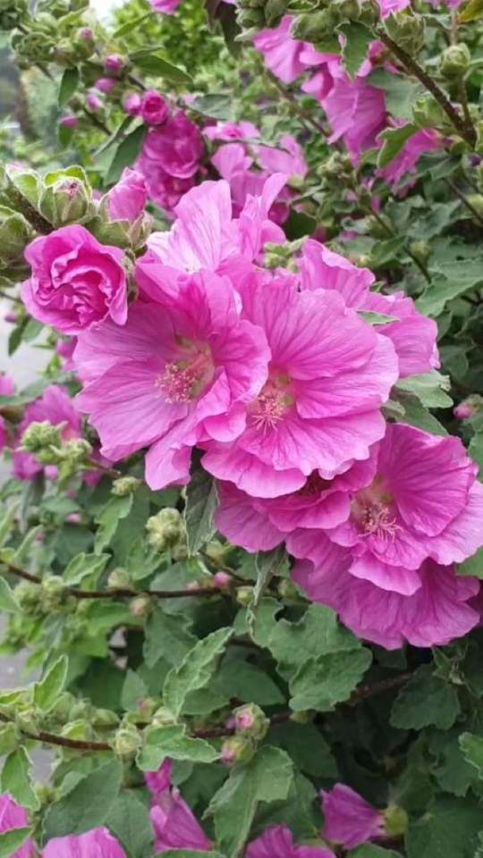 Rosa mallowhäck i trädgården Pussel online