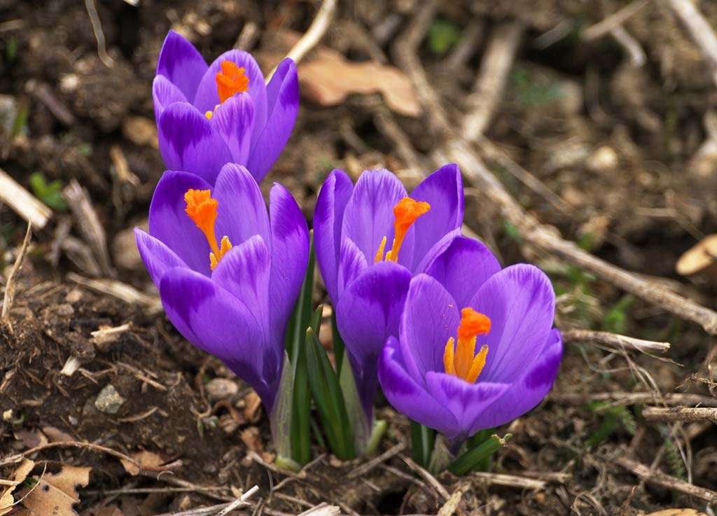 Violet crocuses in the forest jigsaw puzzle online