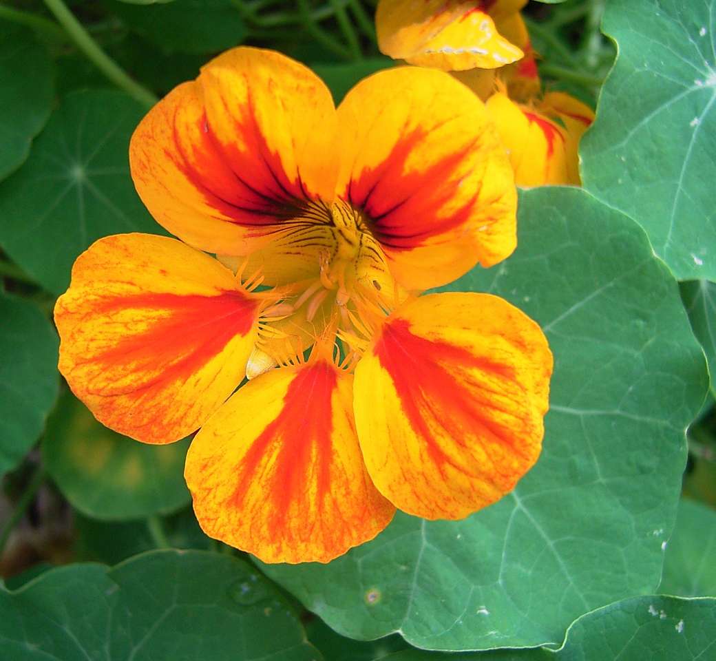 Nasturtiums v bylinkové zahradě online puzzle