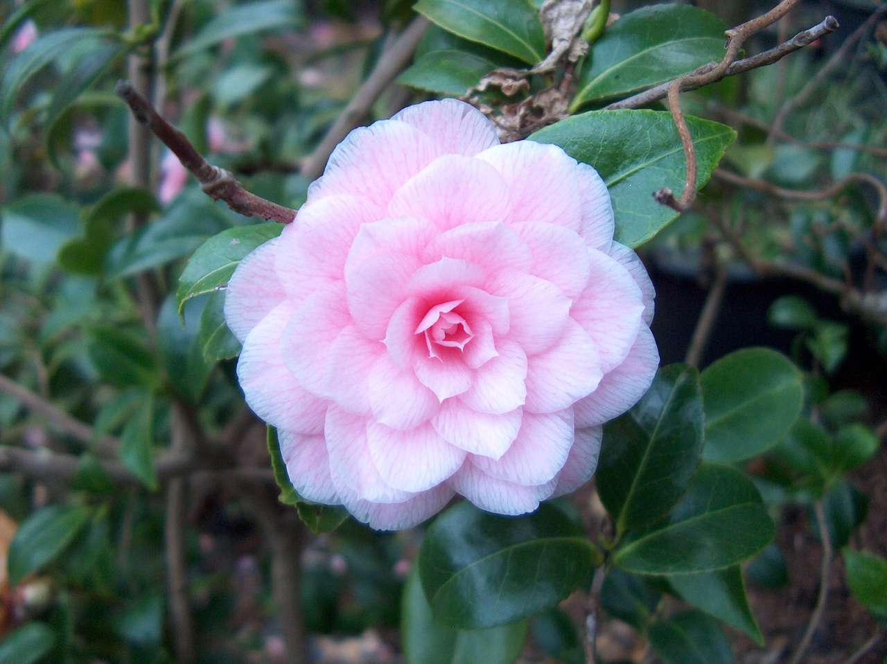Fleur de camélia rose dans le jardin botanique puzzle en ligne