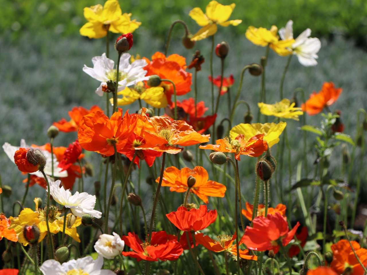 Květy máku islandského bílo - žlutě - oranžově - červeně skládačky online