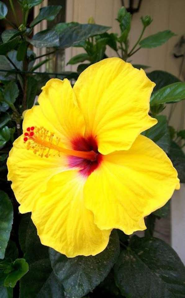 Yellow hibiscus flower in the room online puzzle
